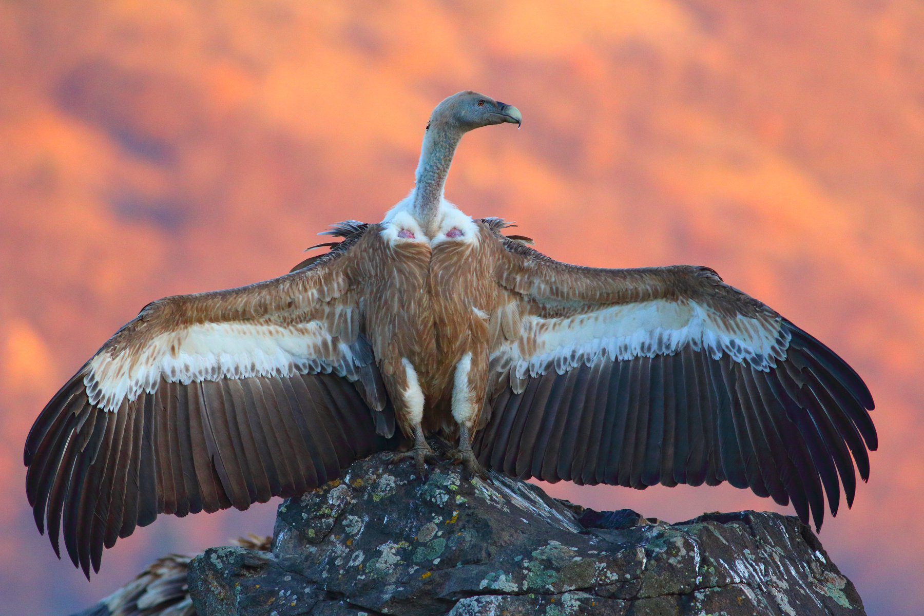A magnificent Eurasian Griffon spreads its wings in the easter Rhodope mountains of Bulgaria