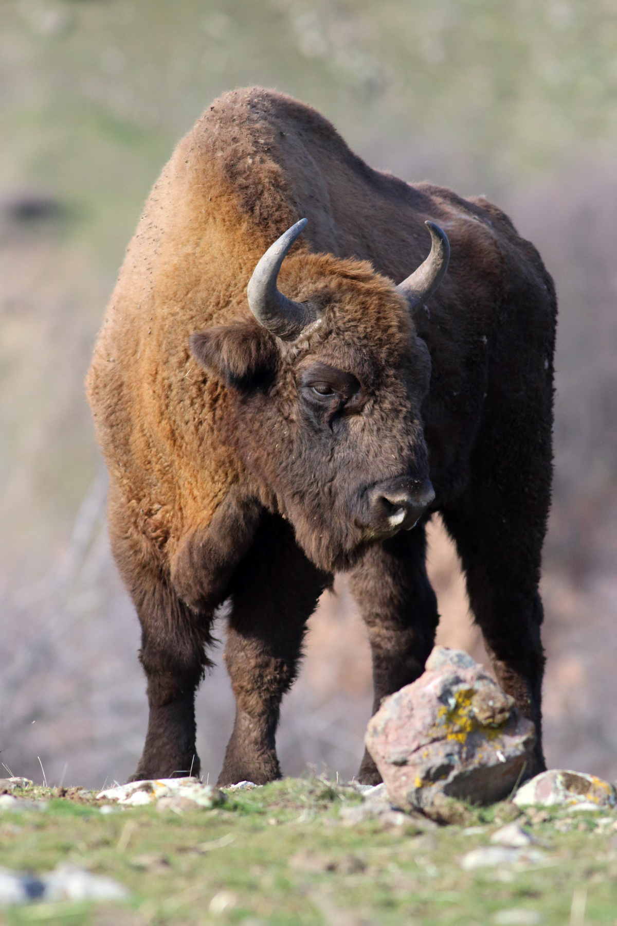 An impressive male European Bison in Bulgaria
