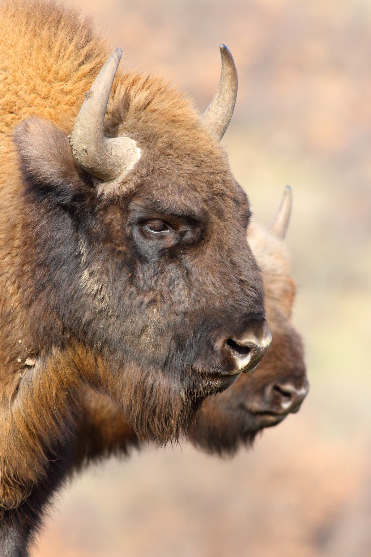 European bison photography with Wild Images Photo Tours