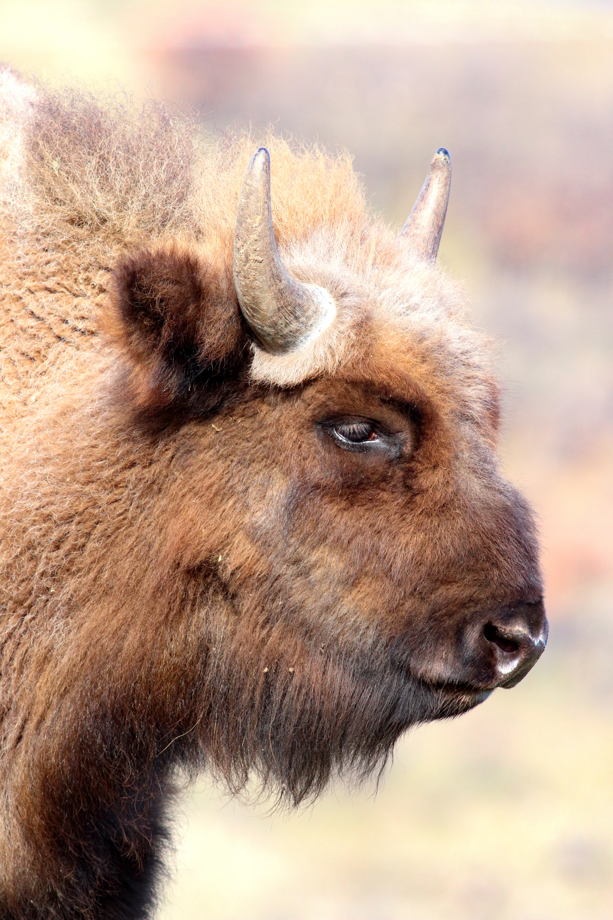 Learn how to take the perfect European Bison portrait with Wild Images