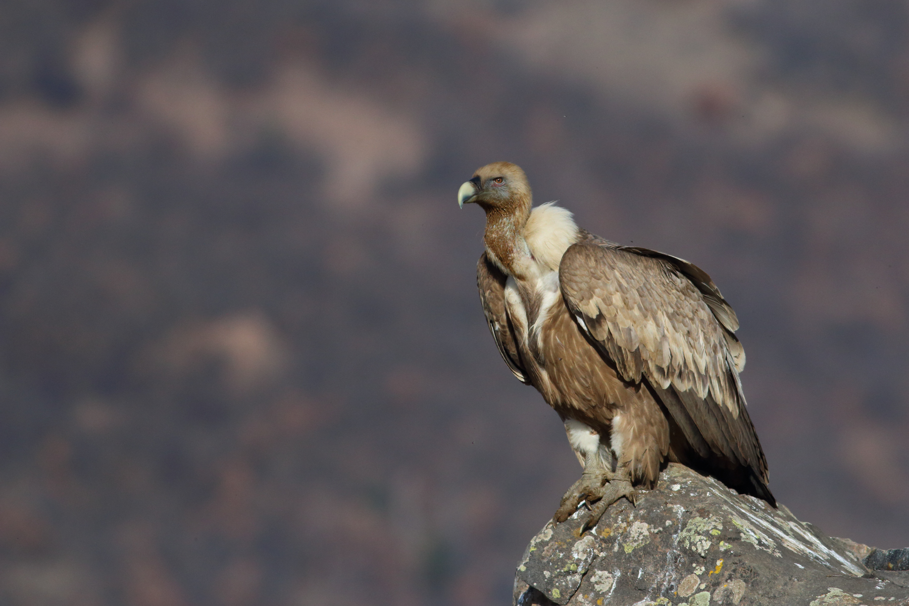 Portrait of a Griffon Vulture