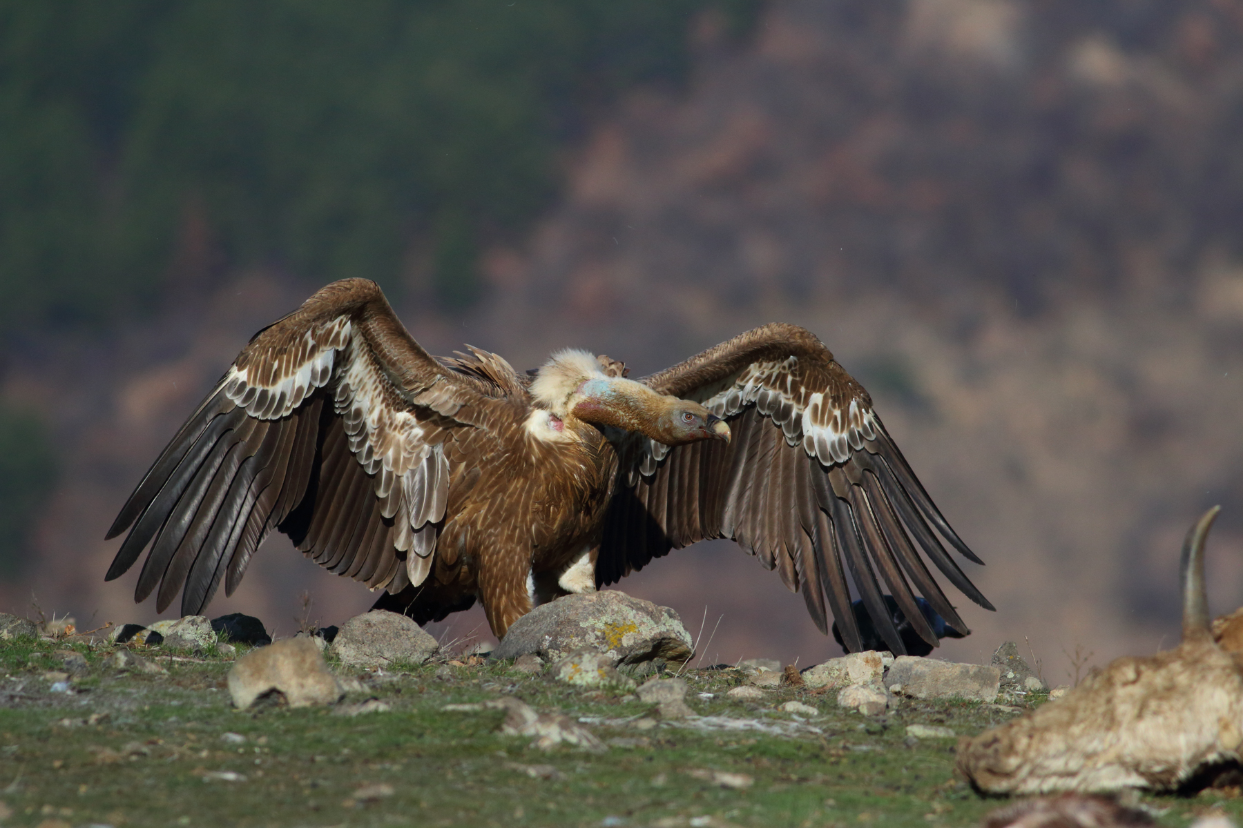A Griffon Vulture postures as it approaches a carcass in Bulgaria