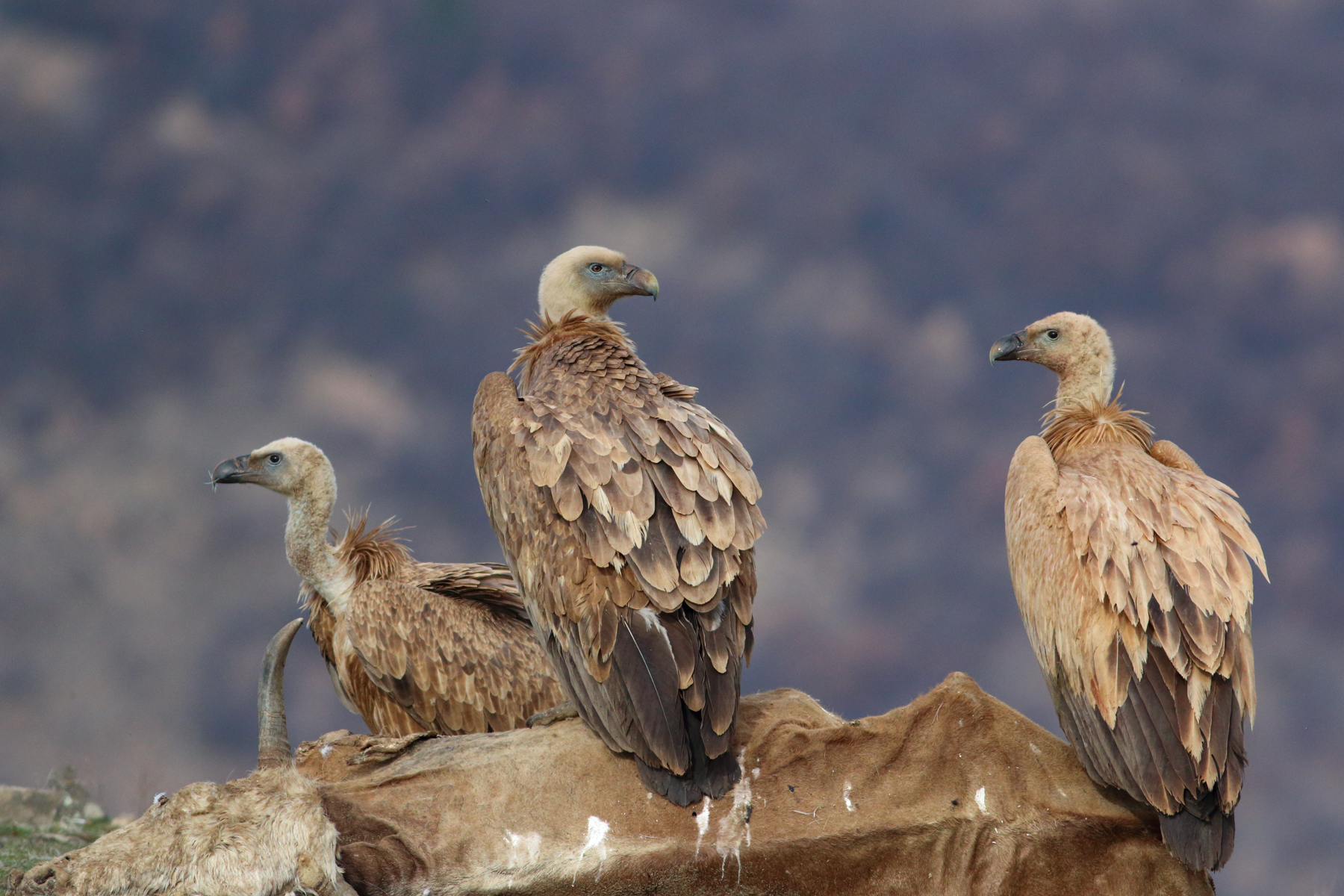 Hide photography of Griffon Vultures is a feature of the Wild Images Winter in Bulgaria Photo Tour