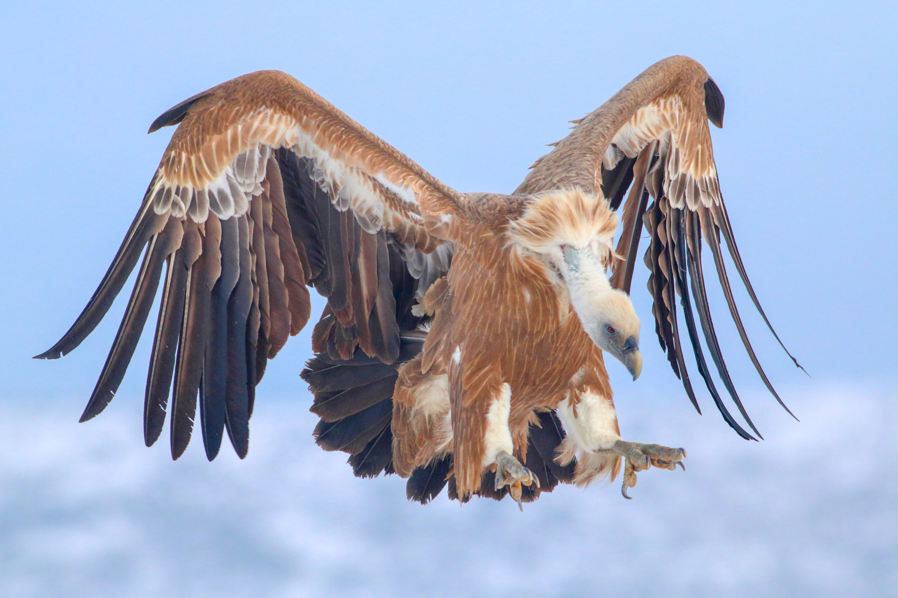 A majestic Griffon Vulture comes in to land in Bulgaria