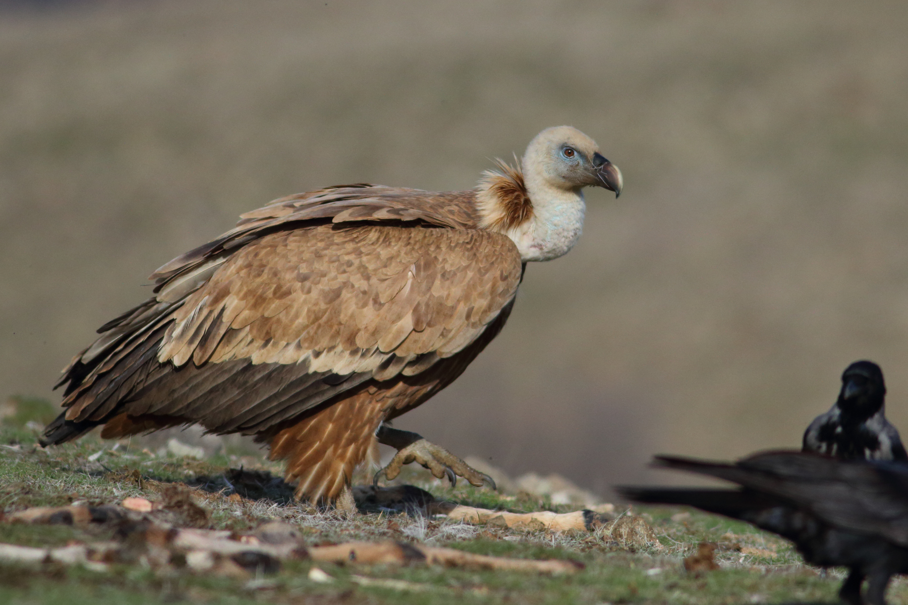 Photography of the Griffon Vultures in Bulgaria is a highlight of the Wild Images Photo Tour