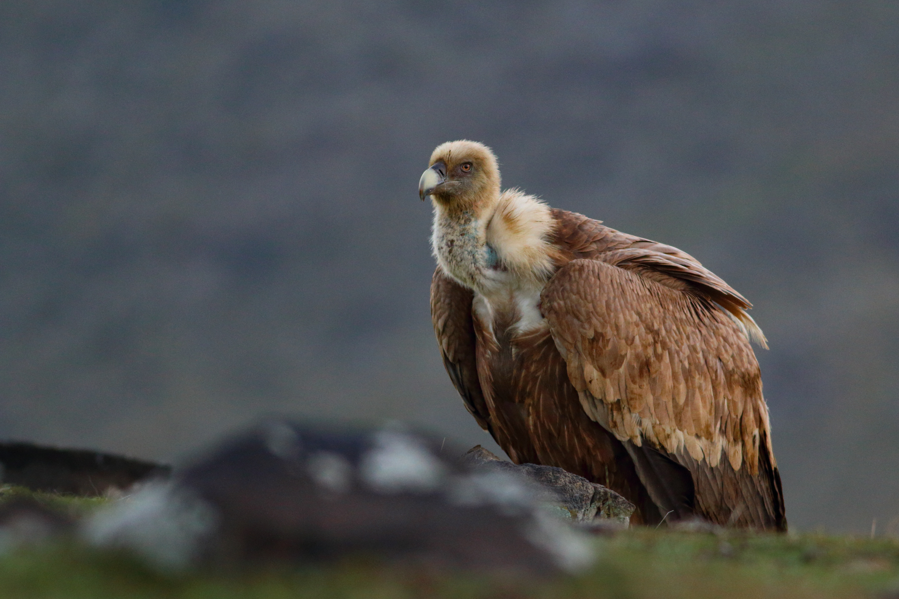 Portrait of a Griffon Vulture in Bulgaria