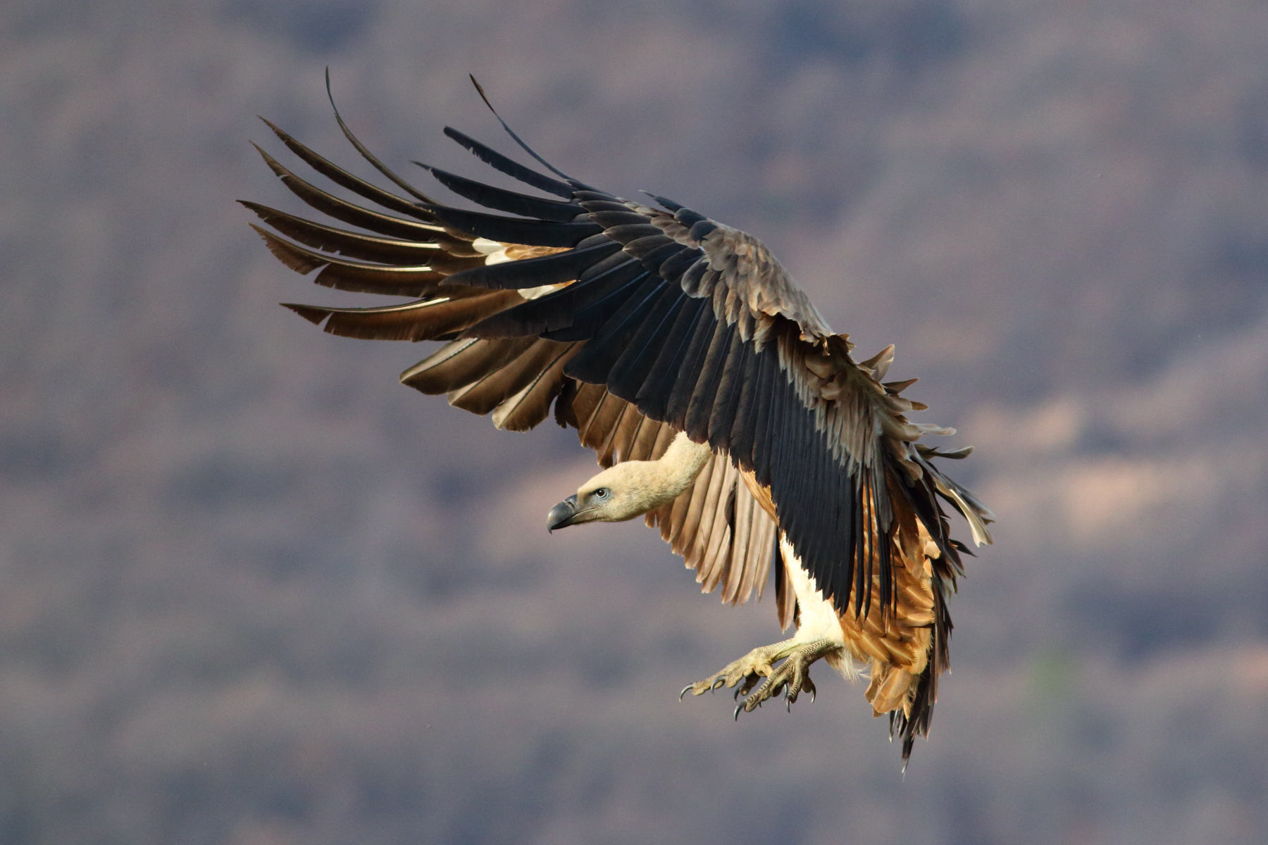 Master your bird photography with Griffon Vultures on the Wild Images Photo Tour of Bulgaria