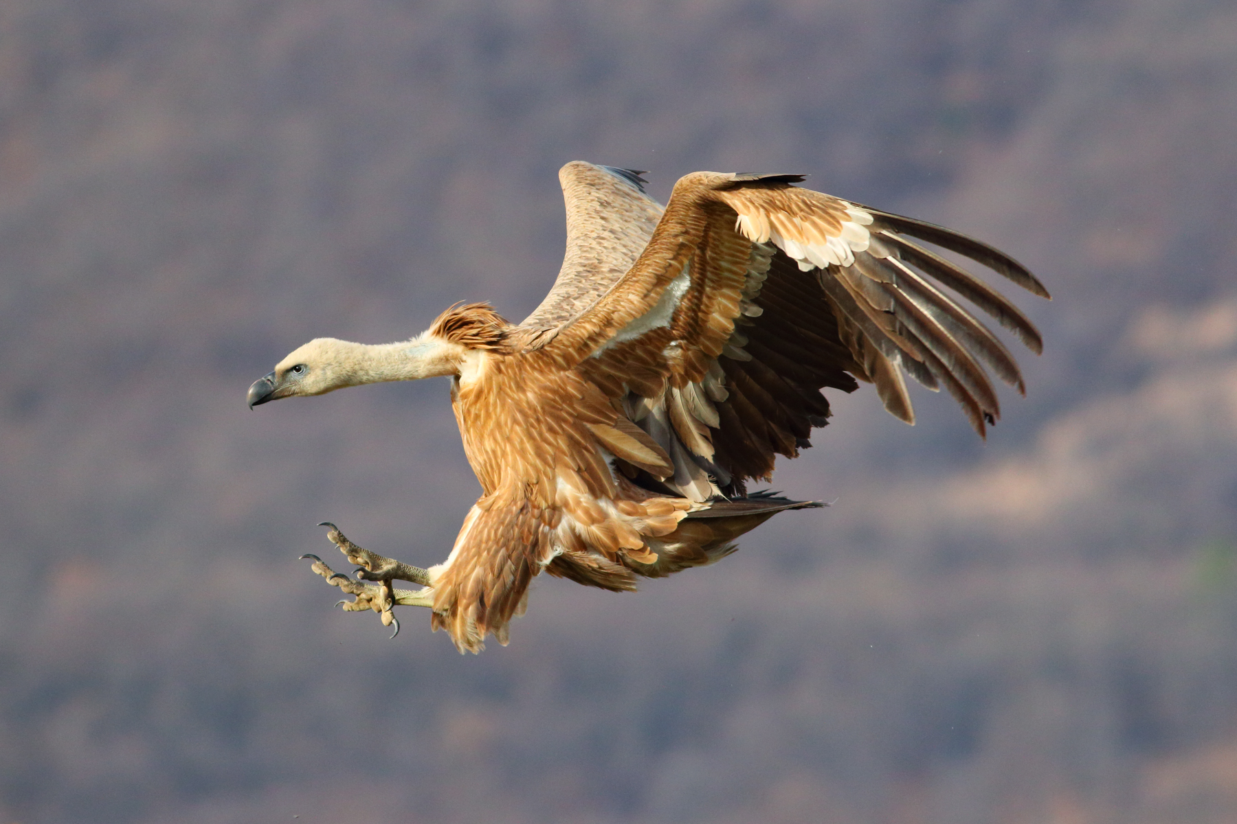 Flight photograph of a Griffon Vulture in Bulgaria