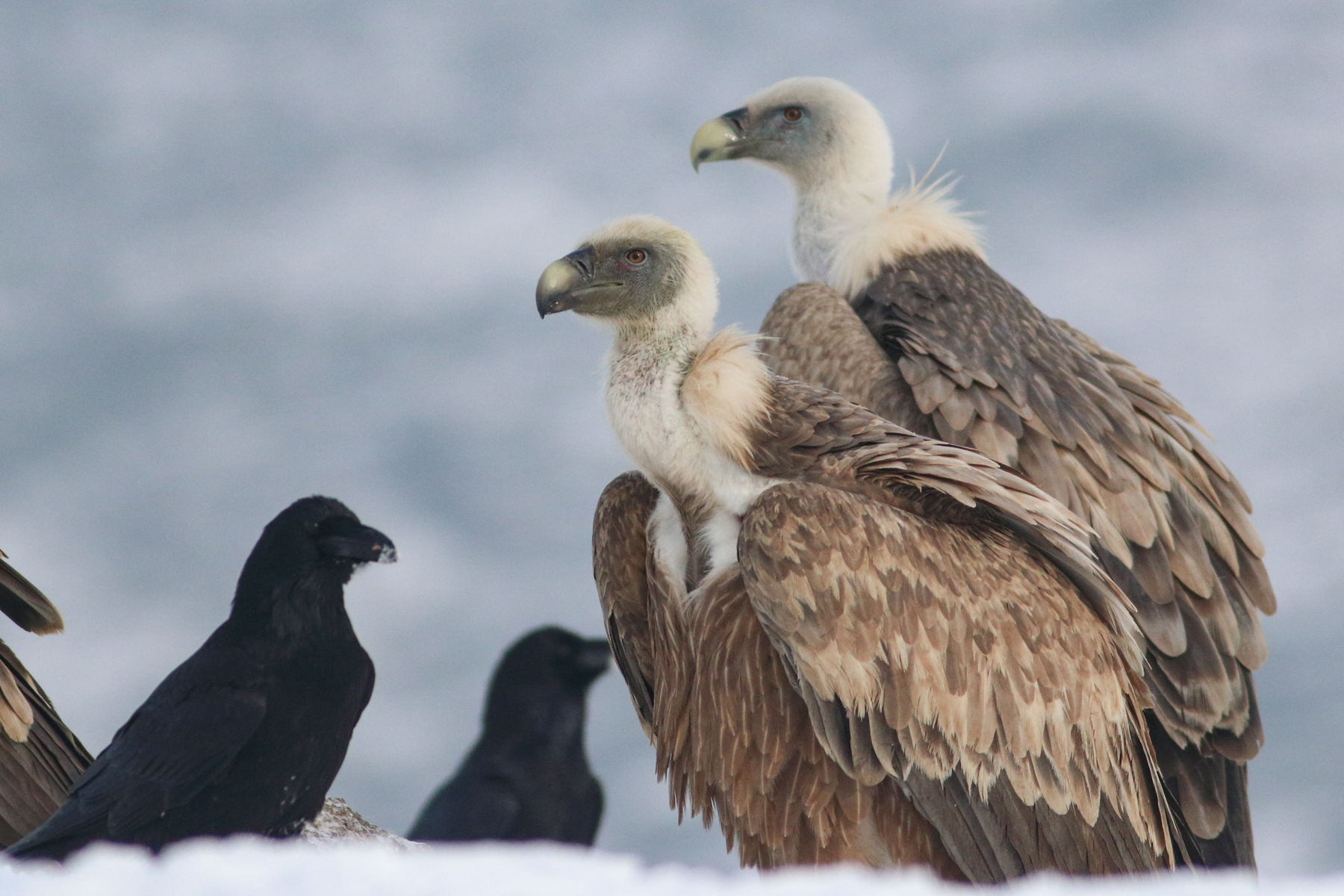 A pair of Griffon Vultures on the Wild Images photo tour of Bulgaria