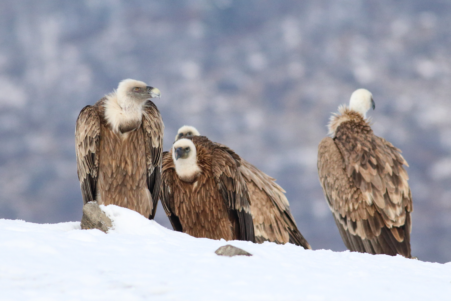 A flock of Griffon Vultures in the snowy mountains of Bulgaria