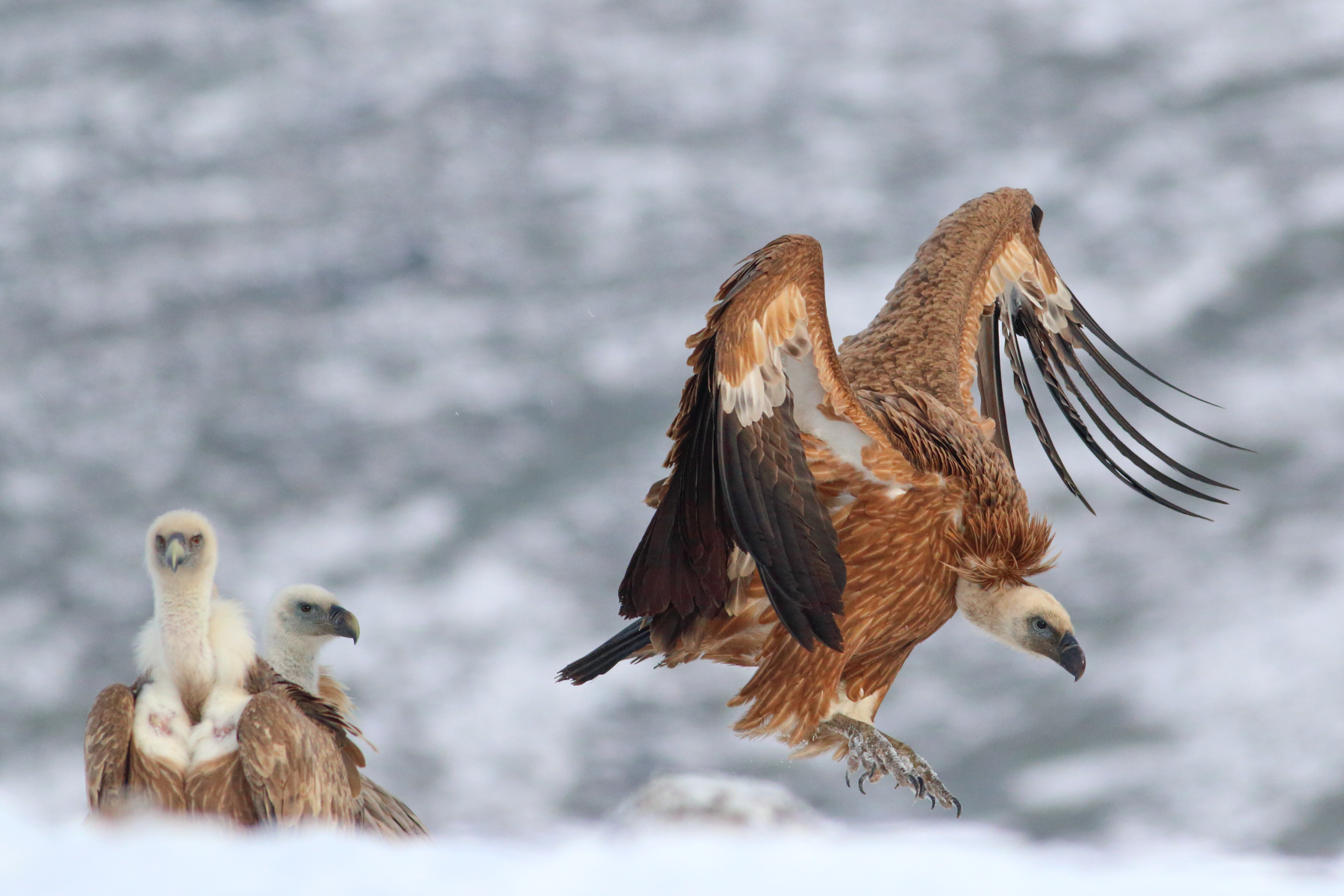 Bird photography of Griffon Vultures with Wild Images Photo Tours
