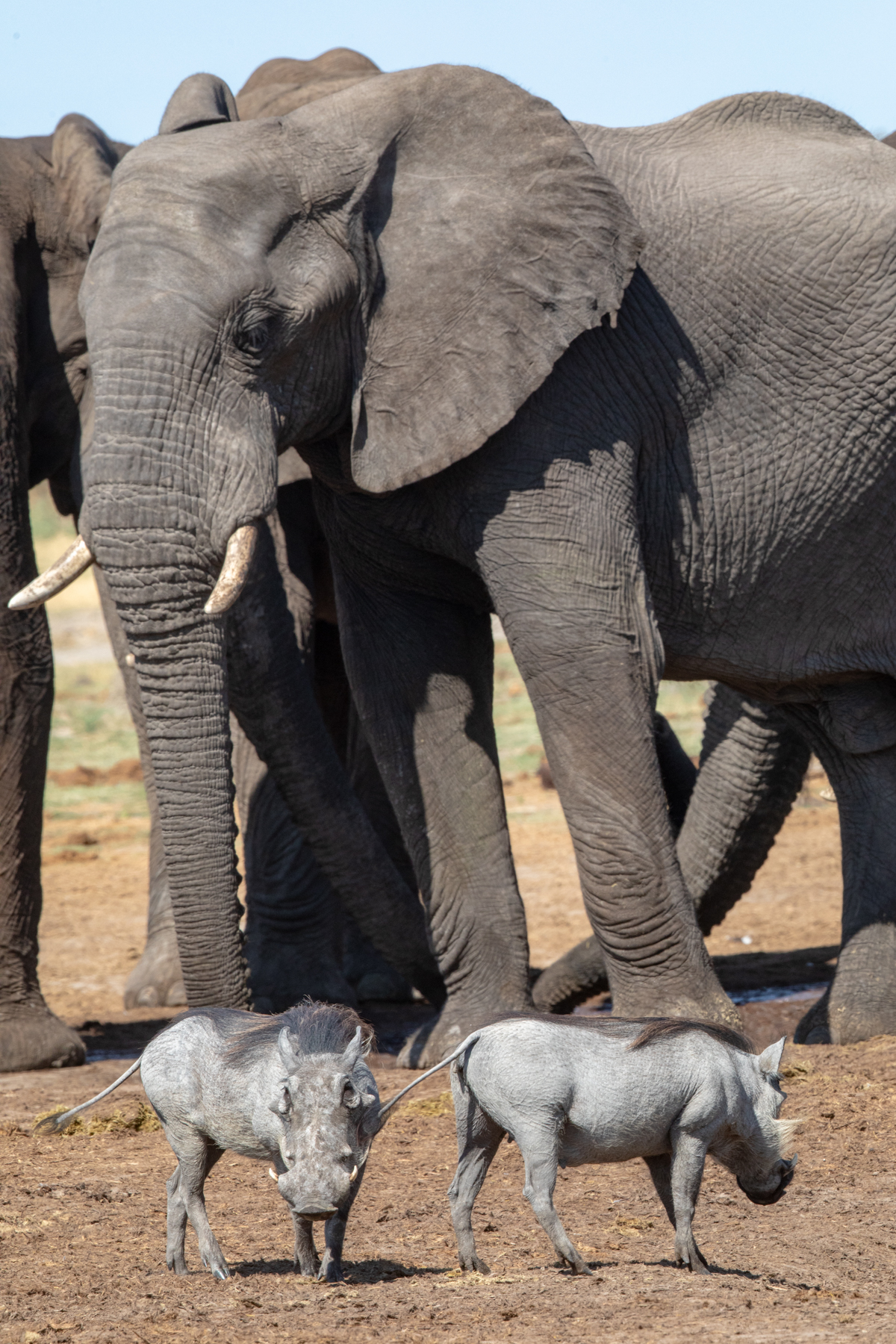 Common Warthogs and African Elephants. Little and Large...