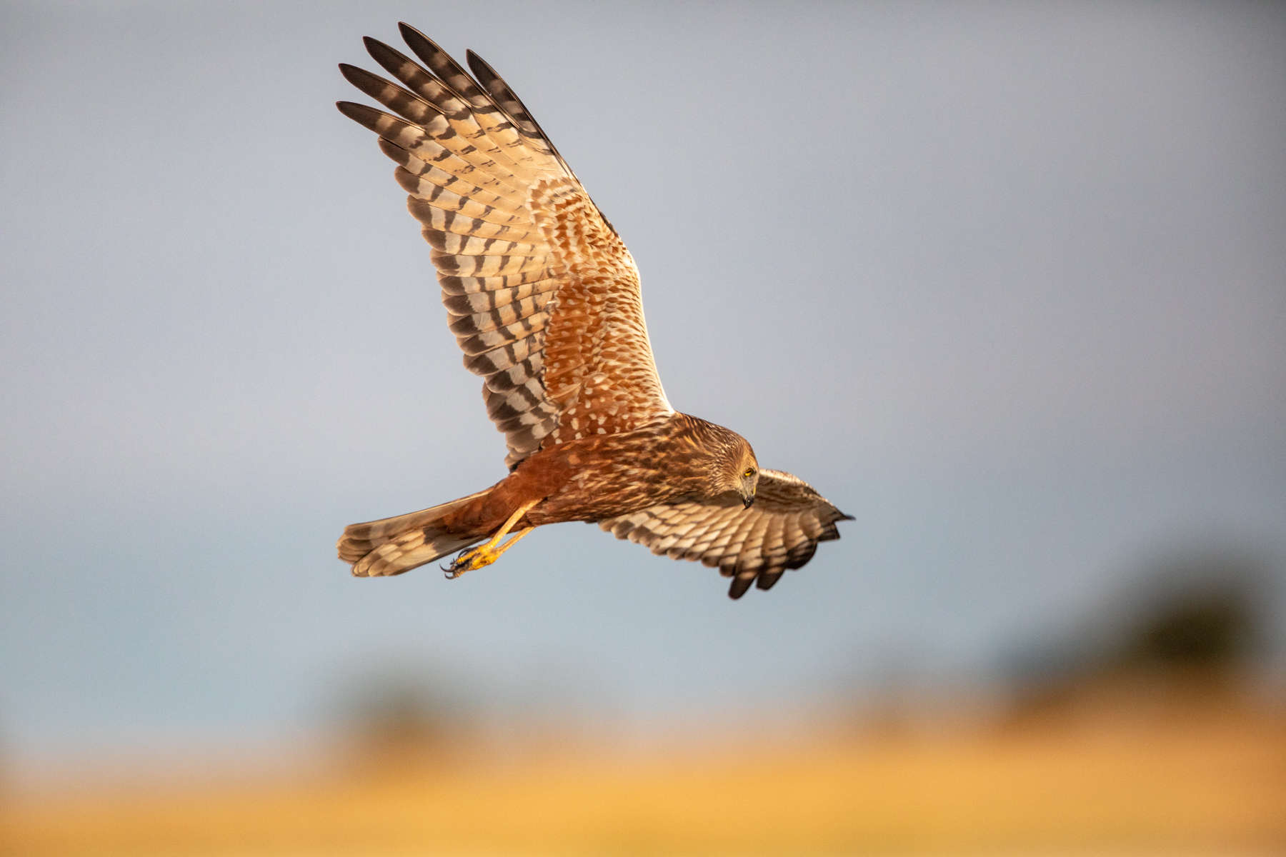 African Marsh Harriers hunt over the Okavango and Chobe floodplains
