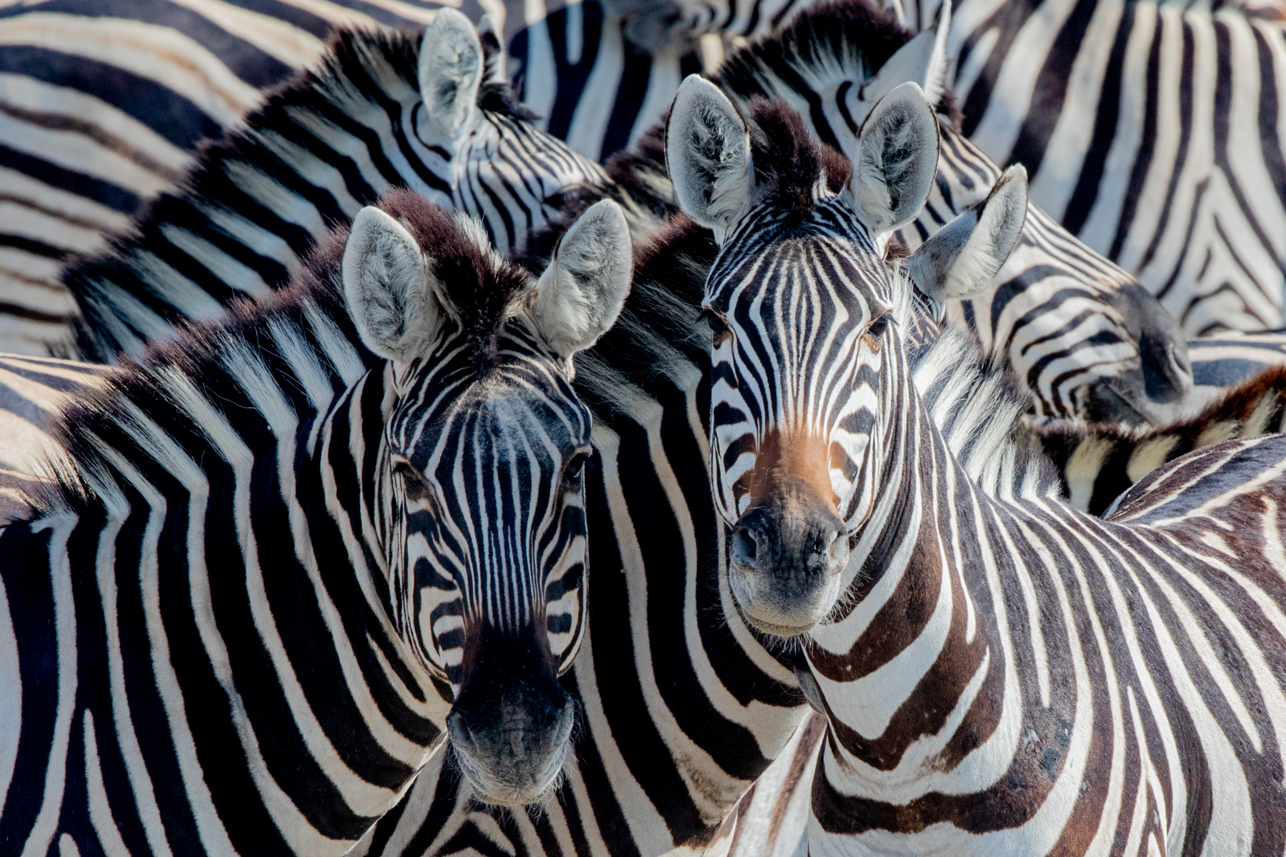 Common Zebra kaleidascope