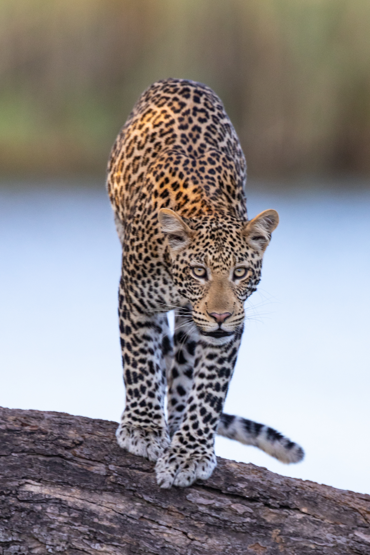 Leopard portrait
