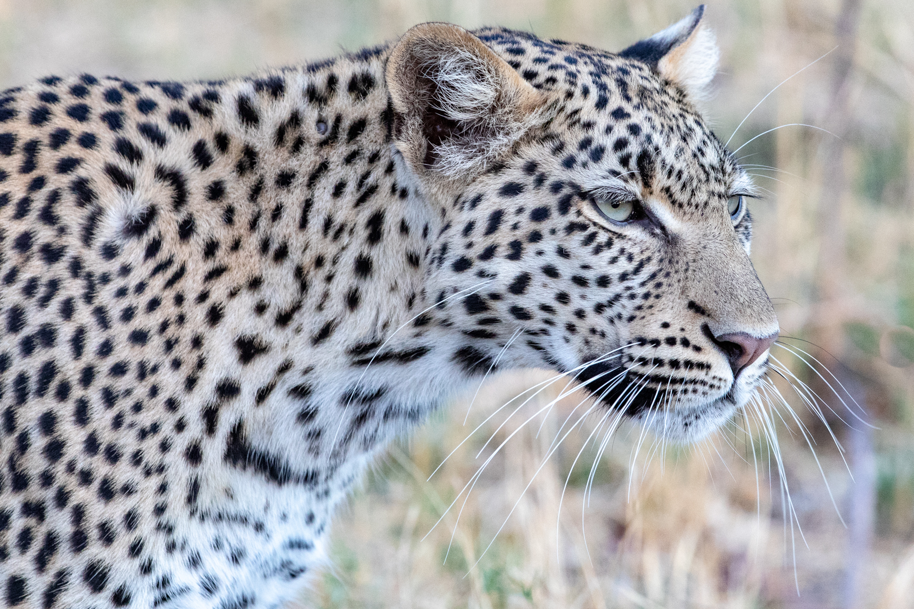 Leopard portrait (image by Mark Beaman)
