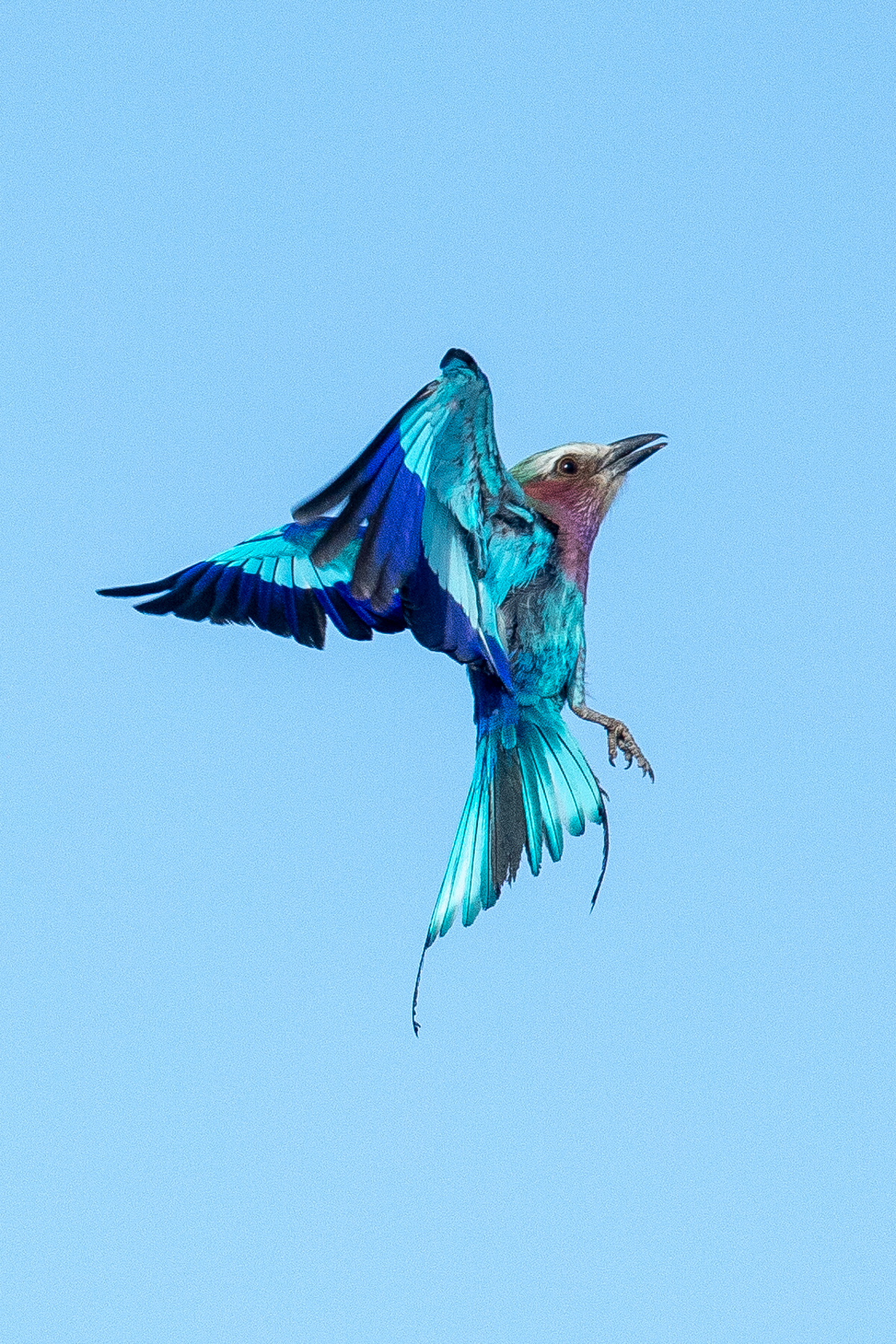 Lilac-breasted Roller flight portrait