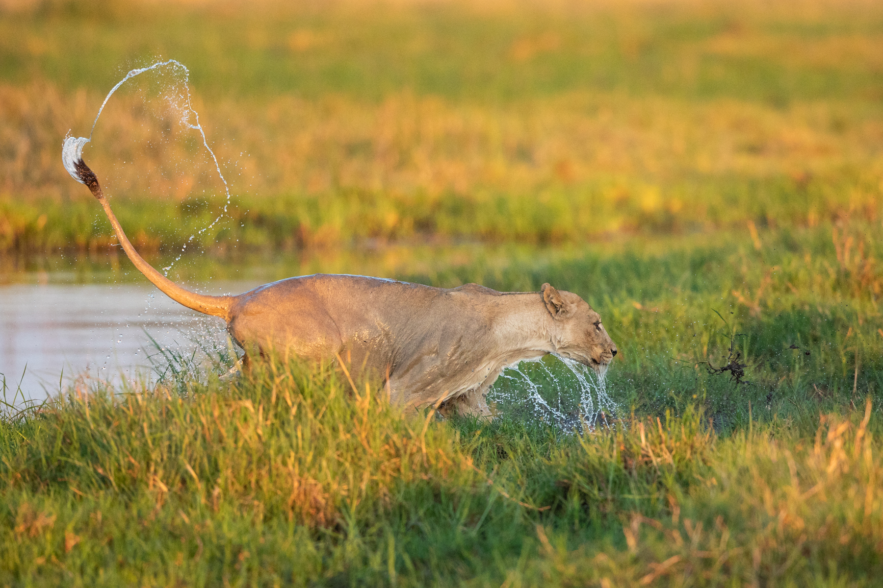 A Lioness shakes off the water after a river crossing