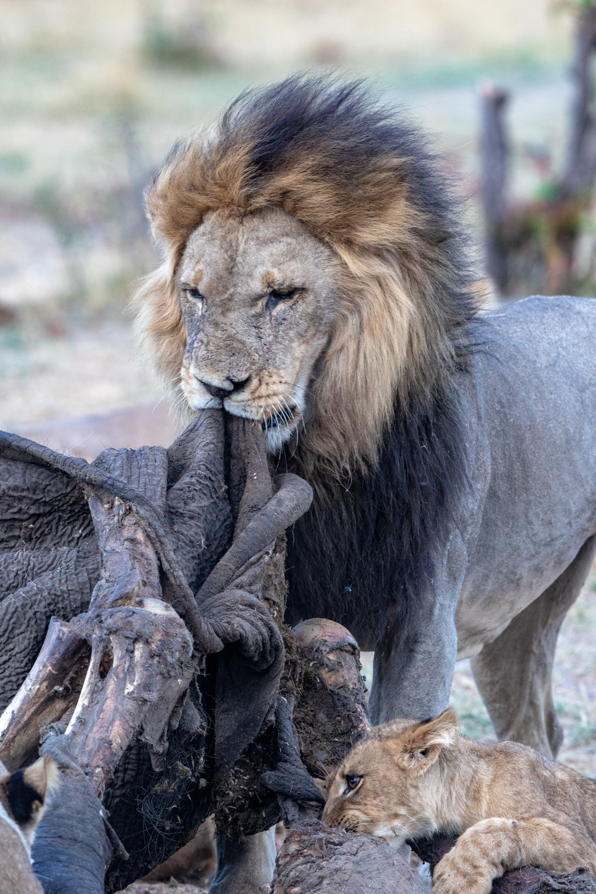 A male Lion from the Marsh Pride drags the almost-consumed carcass of a young elephant at Savuti, Botswana