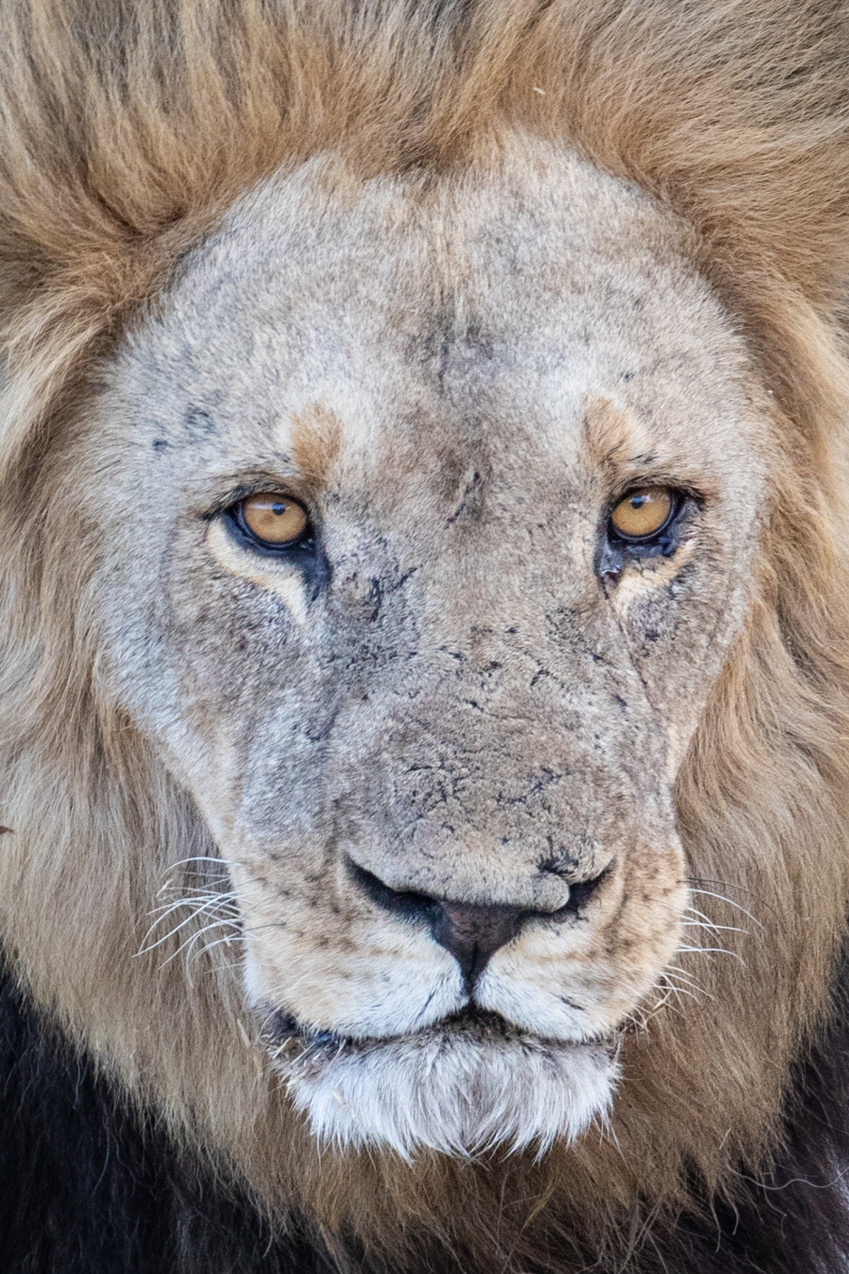 Male Lion portrait
