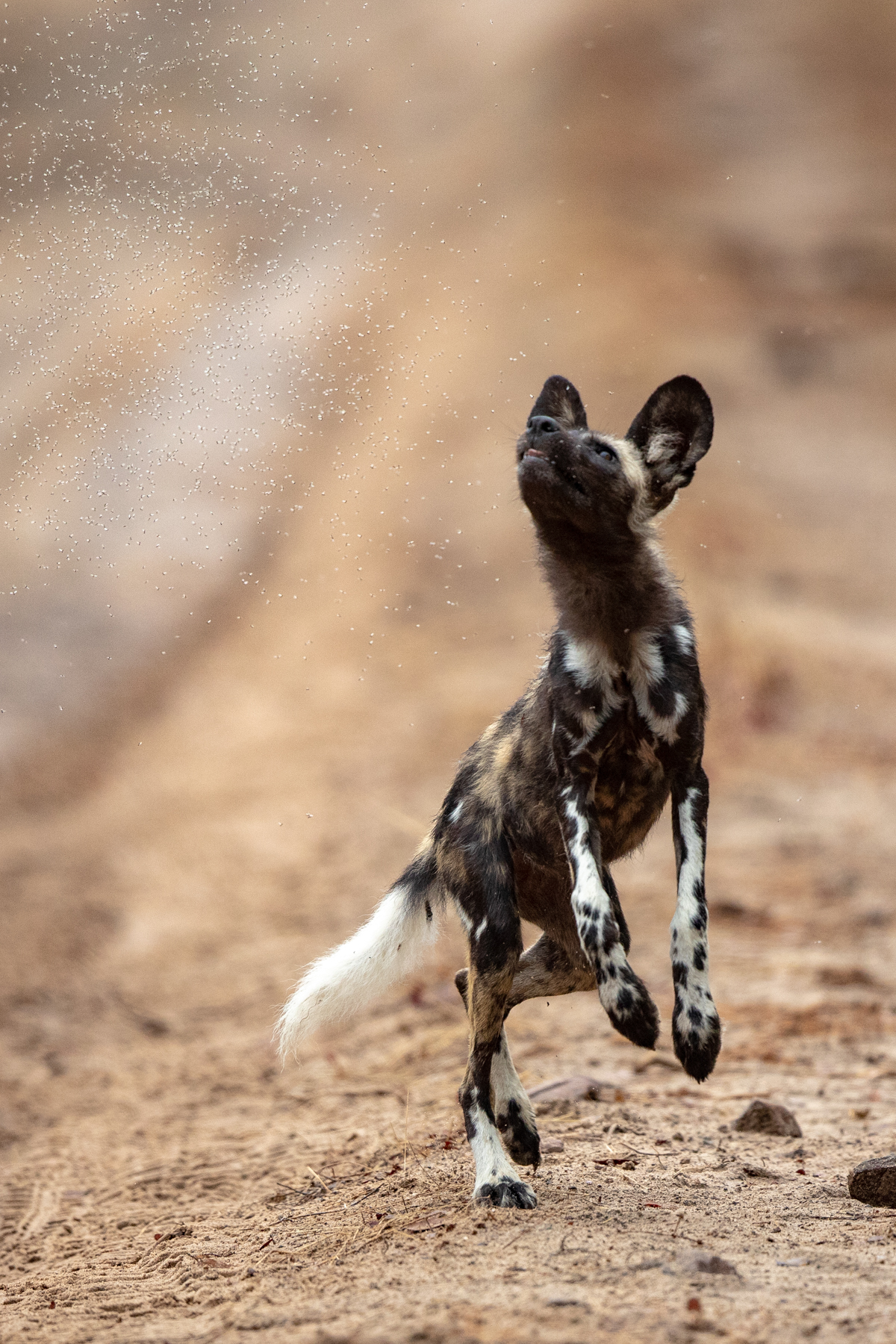 Tiny biting flies torment a Painted Wolf (or African Wild Dog) until it leaps up to catch some