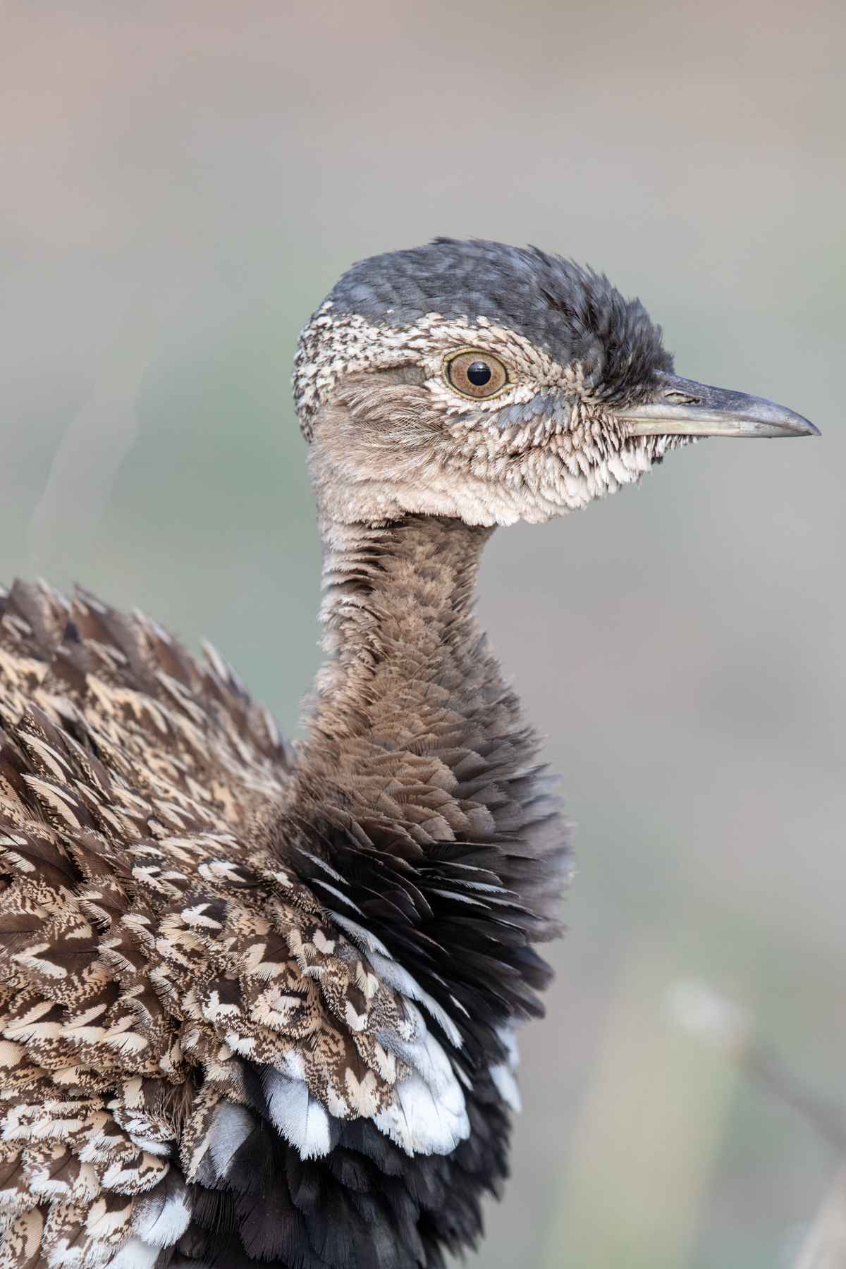 Red-crested Korhaan (or Red-crested Bustard) portrait