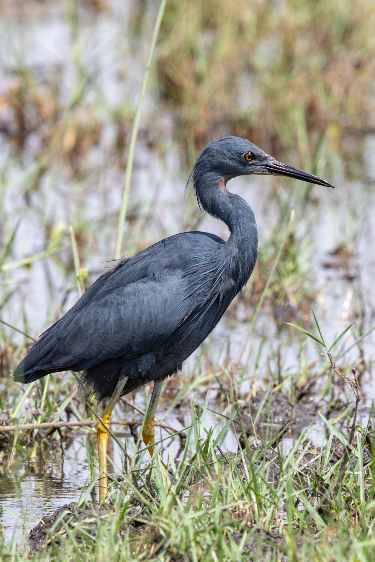 The rare and endangered Slaty Egret is the star bird of the Okavango Delta, Botswana