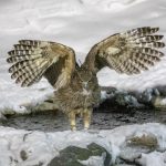 The enormous Blakiston's Fish Owl at Rausu in Hokkaido (image by Mark Beaman)