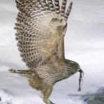 A Blakiston's Fish Owl flies off with a fish. Rausu in Japan is the best place to photograph the world's largest owl (image by Mark Beaman)