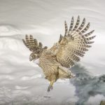 A Blakiston's Fish Owl swoops in to catch its prey (image by Mark Beaman)