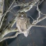 A huge Blakiston's Fish Owl, the world's largest owl, watches from a riverside tree (image by Mark Beaman)
