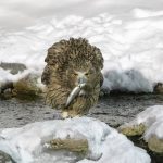 A Blakiston's Fish Owl with a trout (image by Mark Beaman)
