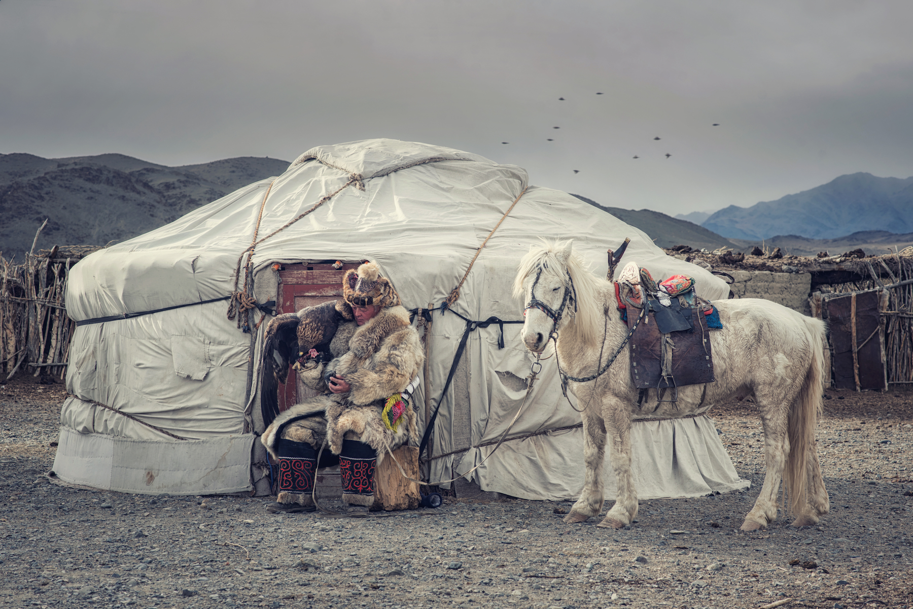 An elderly eagle hunter with his eagle, horse and yurt on our western Mongolia photography tour.