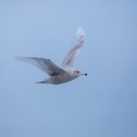 A young Glaucous Gull (image by Mark Beaman)
