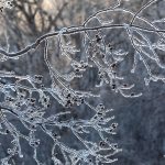 Hoar frost on an alder branch (image by Mark Beaman)