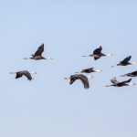 Hooded Creanes in flight (image by Mark Beaman)
