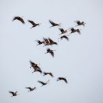 Hooded Cranes motion blur at Arasaki, Kyushu (image by Mark Beaman)