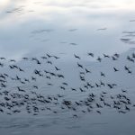 Cranes motion blur at Arasaki, Japan (image by Mark Beaman)