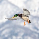Even a humble Mallard looks fantastic in Japan's winter wonderland (image by Mark Beaman)