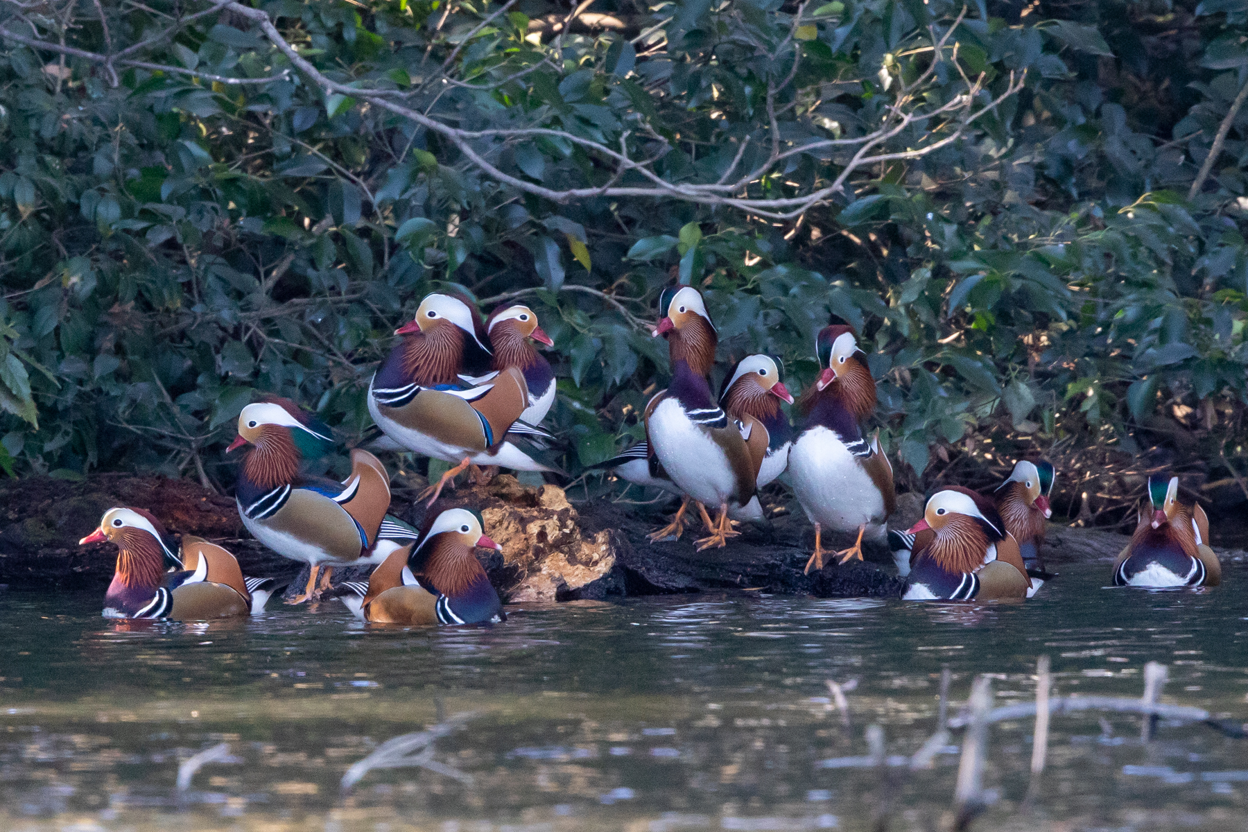 A 'dynasty' of Mandarin Ducks (image by Mark Beaman)