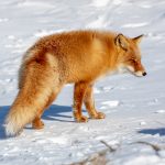 Red Fox on the prowl (image by Mark Beaman)