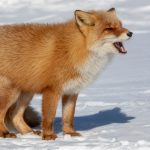 A Red Fox barks to advertise its territory (image by Mark Beaman)
