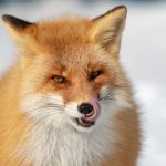 Portrait of a Red Fox (image by Mark Beaman)