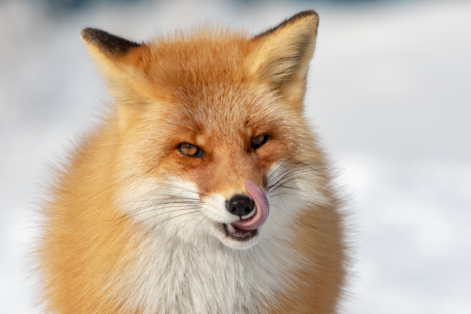 Portrait of a Red Fox (image by Mark Beaman)