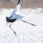 A dancing Red-crowned Crane hurls itself high into the air (image by Mark Beaman)