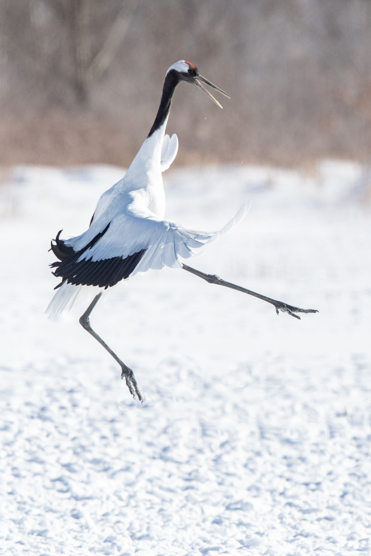 A dancing Red-crowned Crane hurls itself high into the air (image by Mark Beaman)