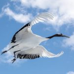 It is awesome to be so close to Red-crowned Cranes, even in flight (image by Mark Beaman)