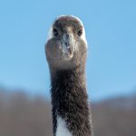 Sometimes those Red-crowned Cranes get up close and personal... (image by Mark Beaman)