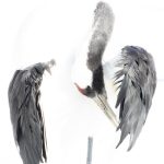 Red-crowned Crane detail (image by Mark Beaman)