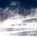 Red-crowned Cranes leaving their atmospheric roost at Otawa in Hokkaido (image by Mark Beaman)